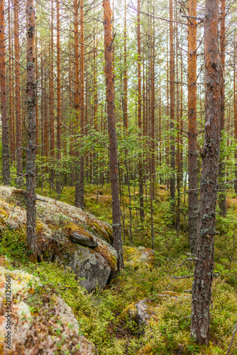 Glacier erratics covered in moss and lichens in the Kolovesi National Park in Finland among plants of blueberries - 8