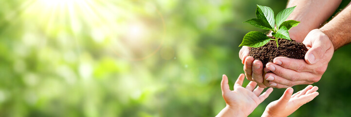 Hands of a child taking a plant from the hands of a man - garden