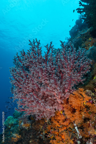 soft coral on the slope of a tropical reef