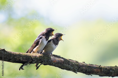 pair little hungry Chicks birds village swallows sit on the frost over a rese...