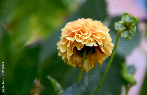 Fototapeta Naklejka Na Ścianę i Meble -  intimacy of a decadent dahlia