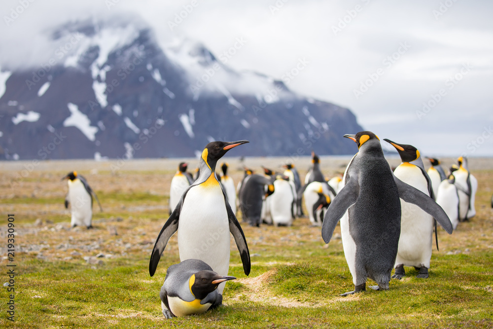 Obraz premium penguin in the arctic
