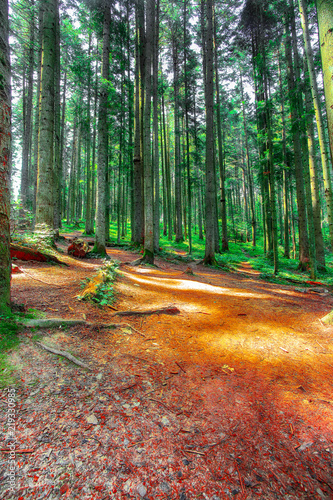 Pine forest with the last of the sun shining through the trees.