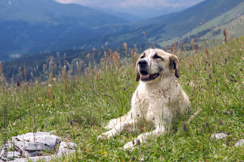 big shepherd dog lying in the mountains in the meadow