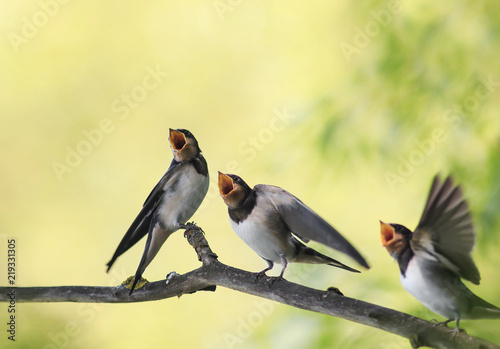Canvas Print Chicks birds village swallows sit on the frost over a reservoir and uncovered th