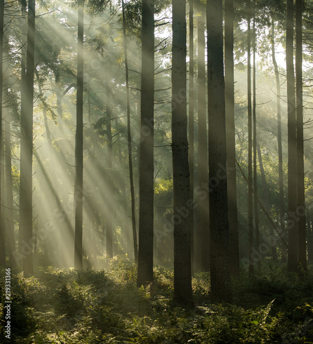 Light rays at sunrise in a forest © olivier