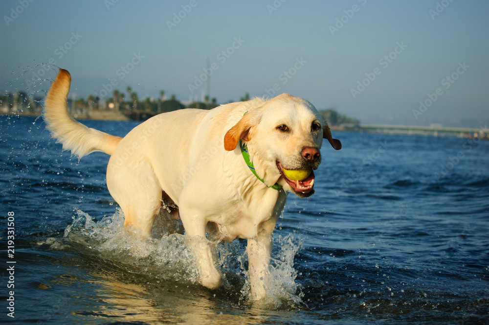 Yellow Labrador Retriever dog outdoor portrait running through water