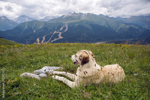 big shepherd dog lying in the mountains in the meadow