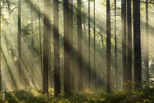 Light rays at sunrise in a forest