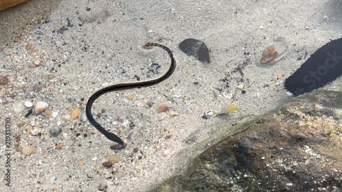 Baby yellow bellied sea snake on Ao Phrao beach at Koh Samet island in Thailand photo