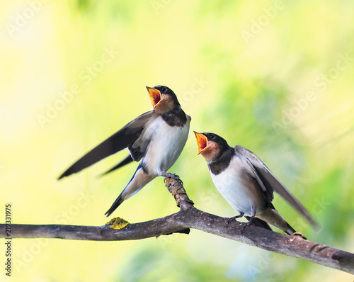 Chicks birds village swallows sit on the frost over a reservoir and uncovered...