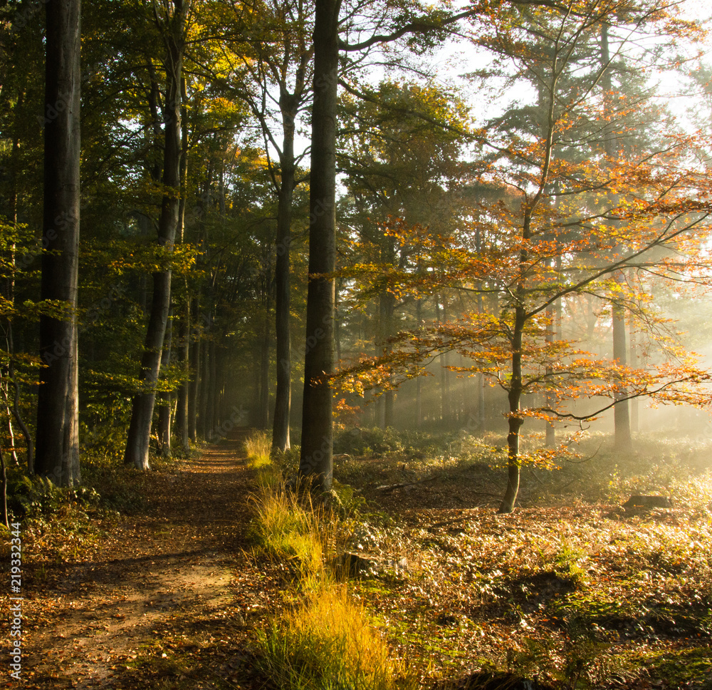 Obraz premium Sunrise in a forest