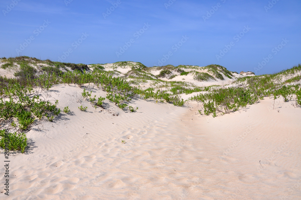 Sand Dune in Cape Hatteras National Seashore, on Hatteras Island, North Carolina, USA.