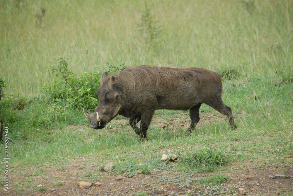 A Warthog Running Wild A Warthog Running Wild