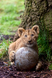 Cute lion cub playing with ball