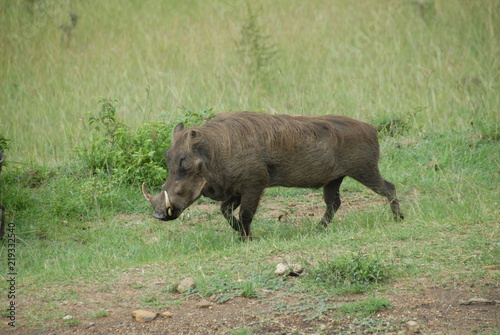 A Warthog Running Wild