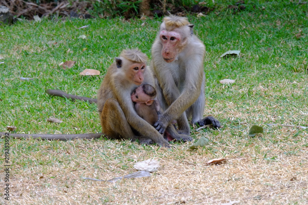 Obraz premium Famille de macaque