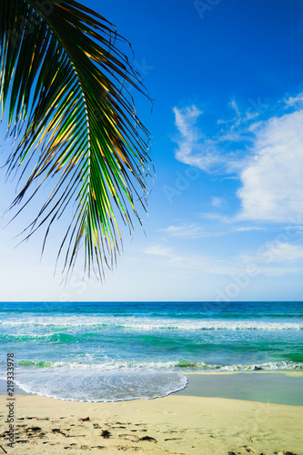Palmtree at the Ocean