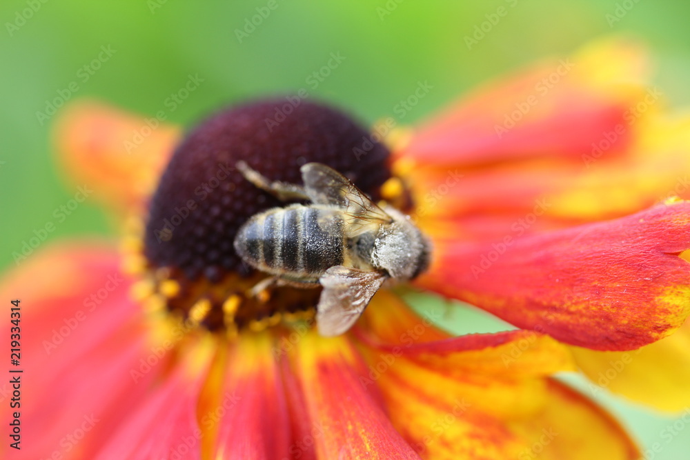 Bee flower Bee flower