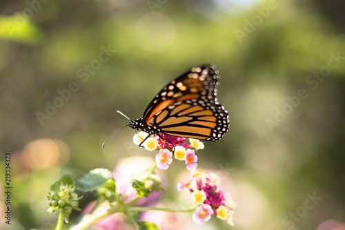 Butterfly on Flower © Akshay