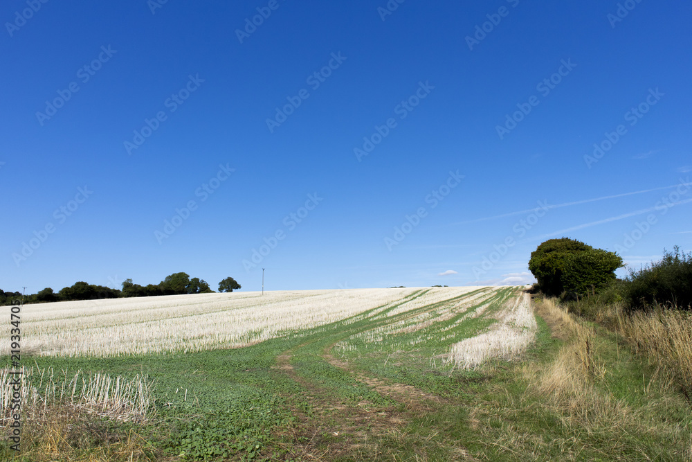 Fototapeta premium Crop stubble after harvest left on farmland field in rural Hampshire set against a clear blue sky