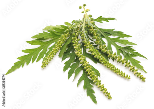 Flower and leaves of ambrosia.