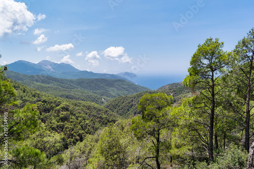 Pine Forest in the Mountains