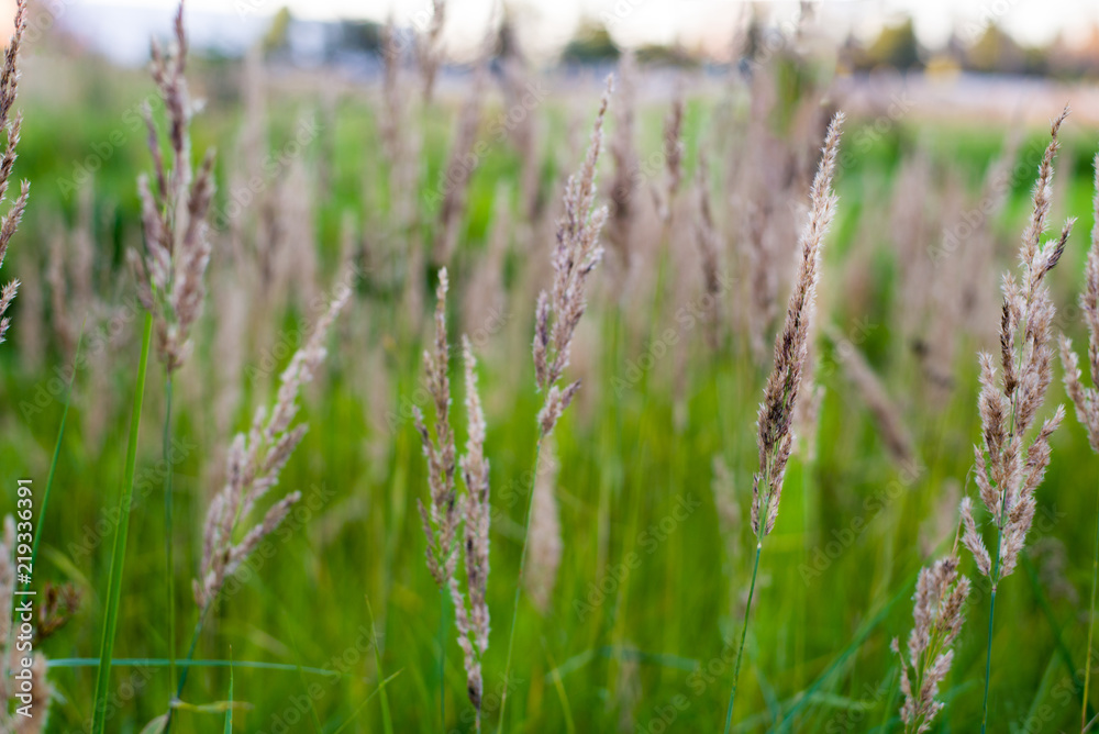 background with field grasses