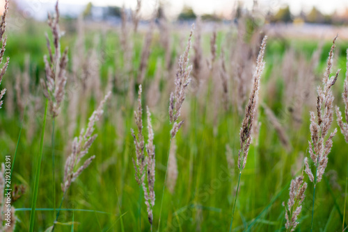 background with field grasses