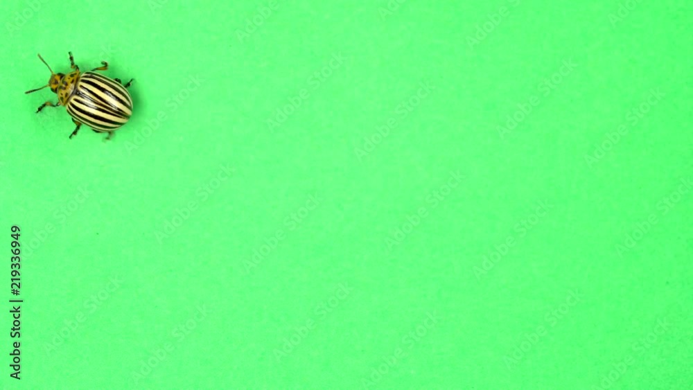 Colorado potato beetle bug walking on green screen