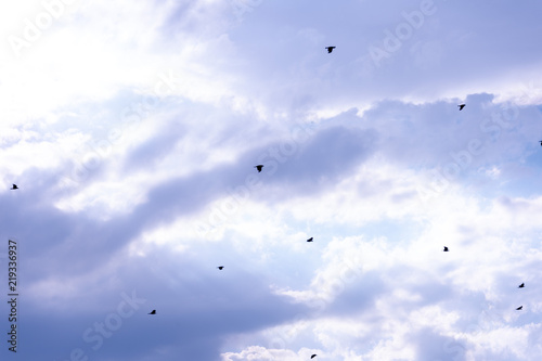 A flock of raven birds on a blue sky