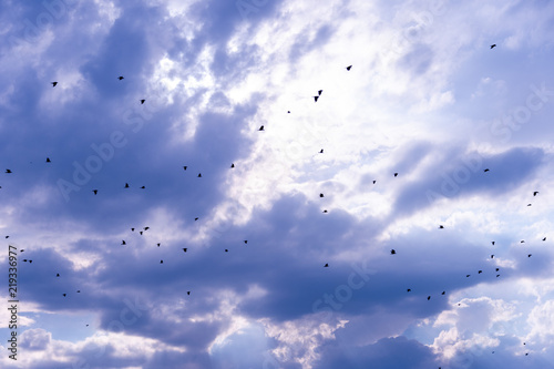 A flock of raven birds on a blue sky