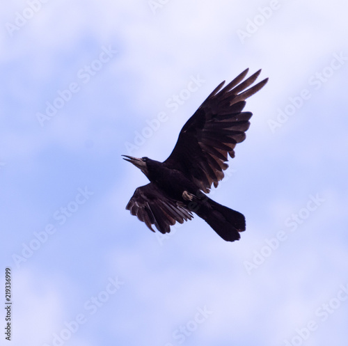 A black crow flies at the blue sky