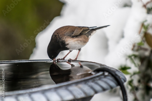 Canvas Print Birds in the winter