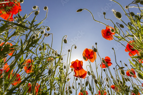 Fototapeta Naklejka Na Ścianę i Meble -  Low angle view of wonderful bright fully blooming red poppies and buds on high green stems lit by summer sun against bright blue sky. Beauty and tenderness of nature concept.