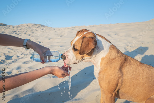 Fototapeta Naklejka Na Ścianę i Meble -  Giving water to a dog. Female hand holds bottle of water for a thirsty pet on hot day outdoors
