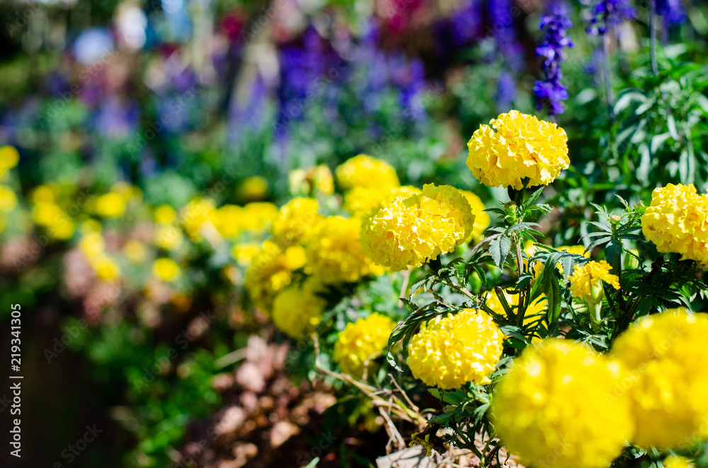 Marigold shrimps in a garden displaying plants. Marigold shrimps in a garden displaying plants.