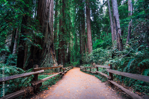 California Redwoods, Muir Woods State Park