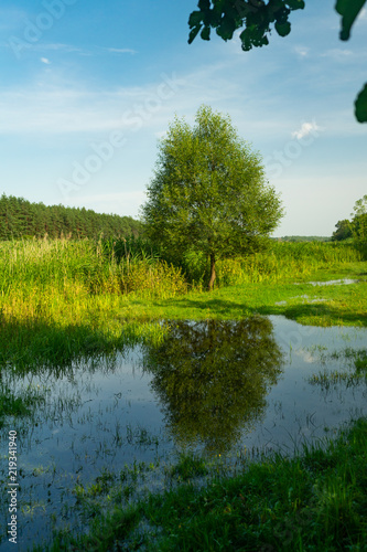 Fototapeta Naklejka Na Ścianę i Meble -  Beautiful landscape with river water which reflects a large green tree and blue sky with clouds. Summer day.