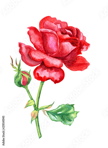 Red rose with bud and leaves, watercolor drawing on white background, isolated with clipping path.