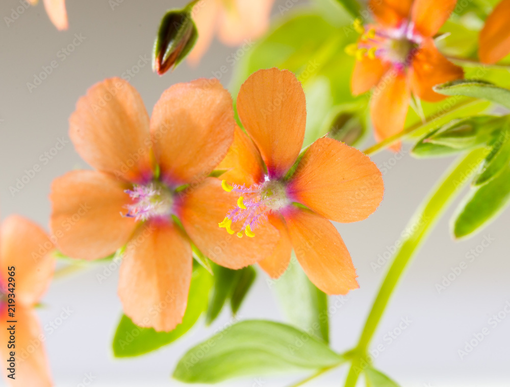 small flowers on a yellow background small flowers on a yellow background