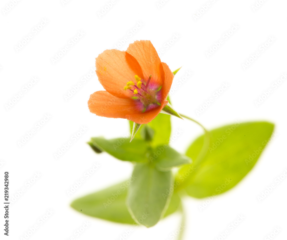 little flower isolated on white background