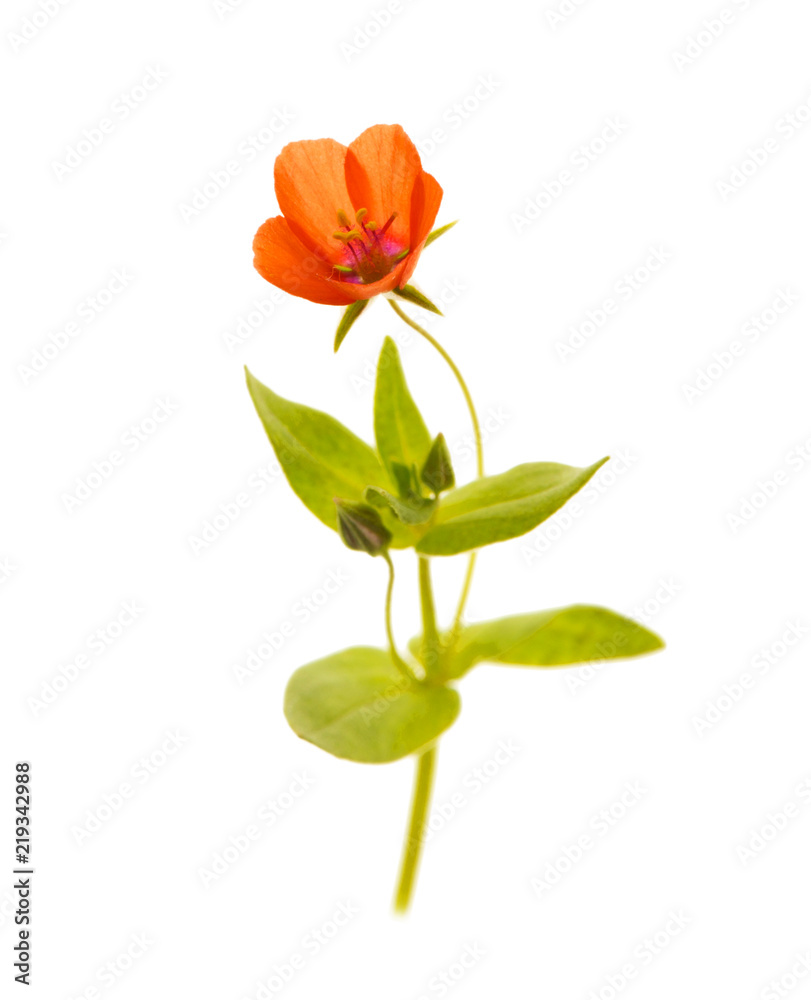 little flower isolated on white background little flower isolated on white background