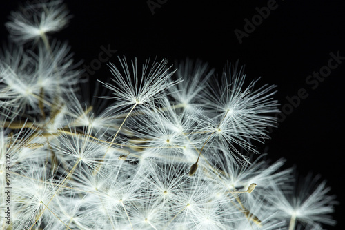 Dandelion with macro seeds on a black background © donikz