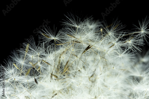 Dandelion with macro seeds on a black background