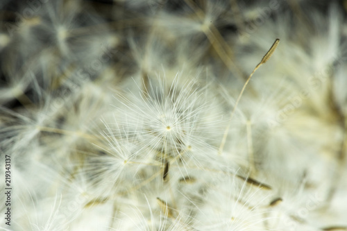 Dandelion with macro seeds on a black background