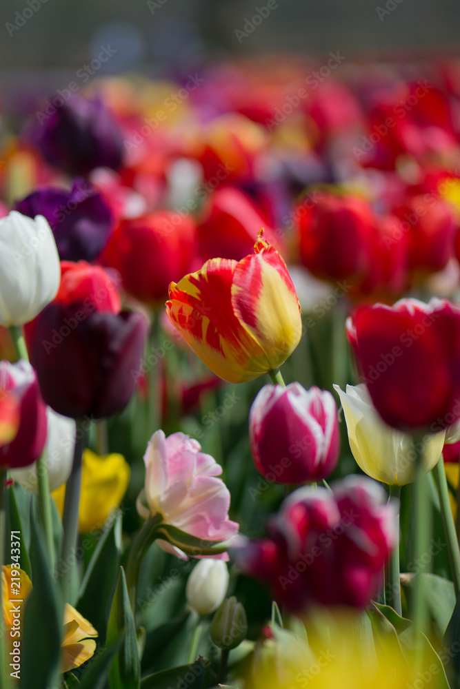 Naklejka premium Tulips