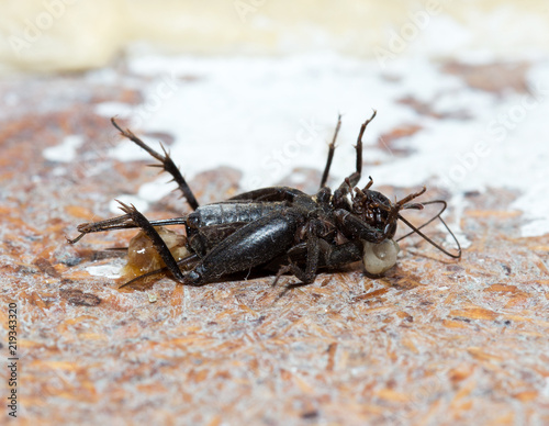 dead, black cricket insects