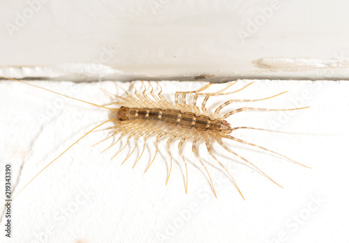 House centipede on the wall