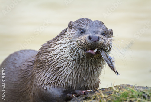 European Otter (Captive) - Feeding